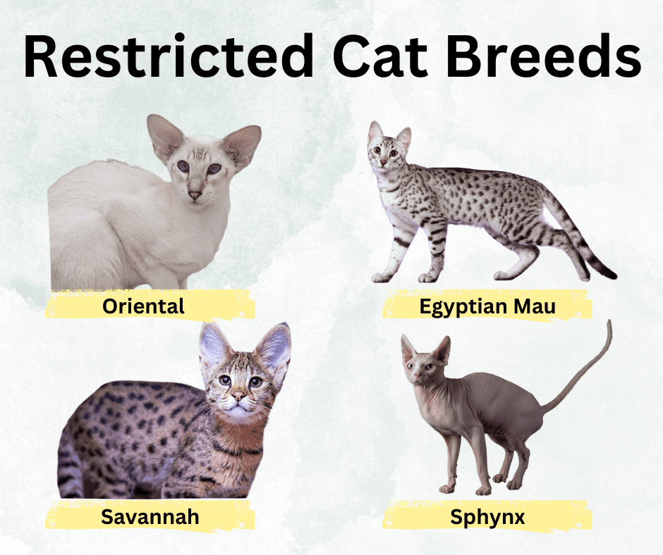 Restricted Cat Breeds