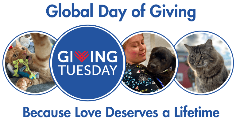 Giving Tuesday 2025 Popup (7)